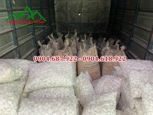 sỏi trắng bao tại Hà Nội