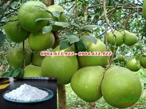 Bón vôi cho cây ăn quả - DVHN