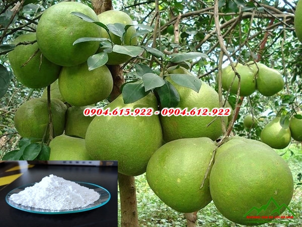 Bón vôi cho cây ăn quả - DVHN
