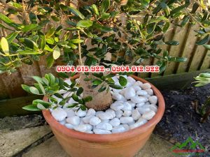 mua-soi-trang-tri-chau-cay-gia-re-o-dau?