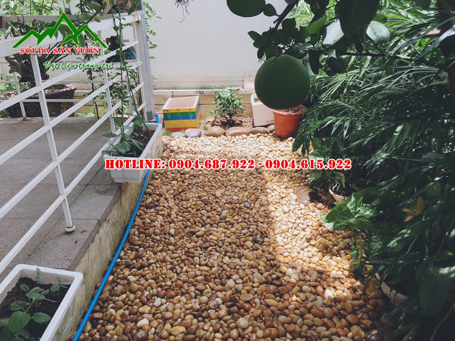 bán sỏi vàng tự nhiên