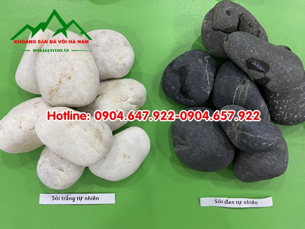 bán sỏi cuội