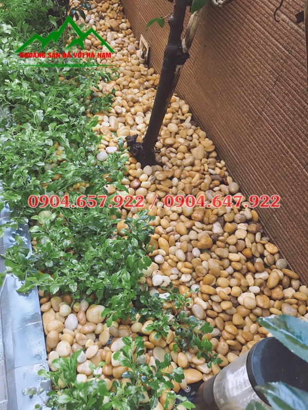 sỏi vàng tự nhiên rải sân vườn