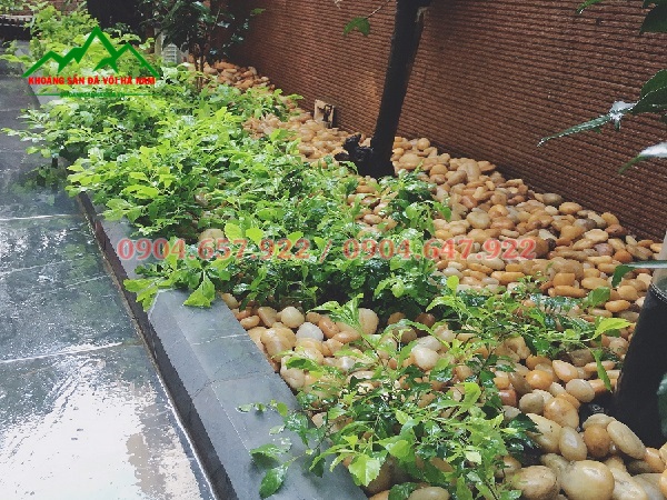 sỏi vàng trang trí sân vườn
