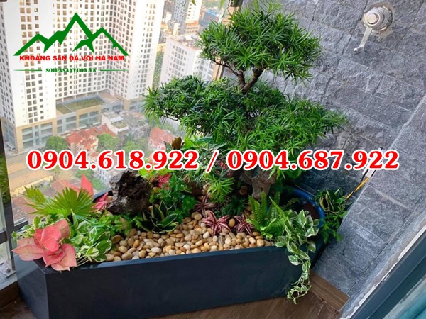 Soi-cuoi-vang-tu-nhien (10)