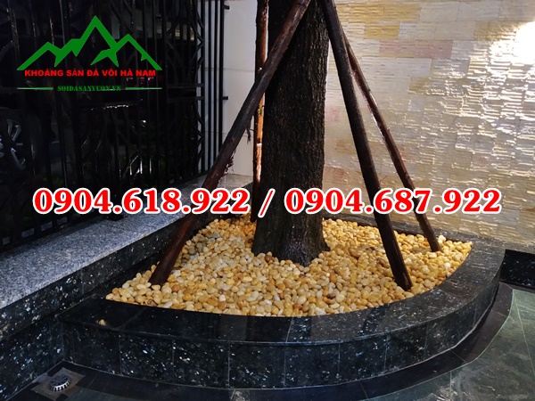 Soi-cuoi-vang-tu-nhien (4)