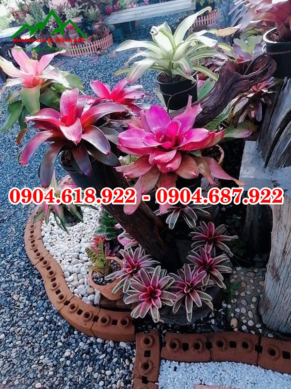 Soi-quay-nhan-tao (2)