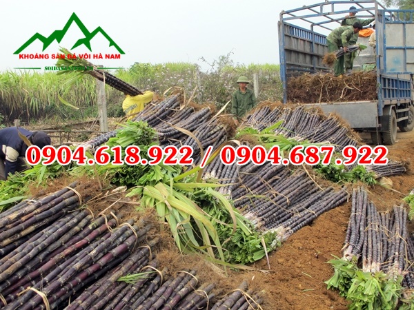 Voi-nganh-mia-duong (3)