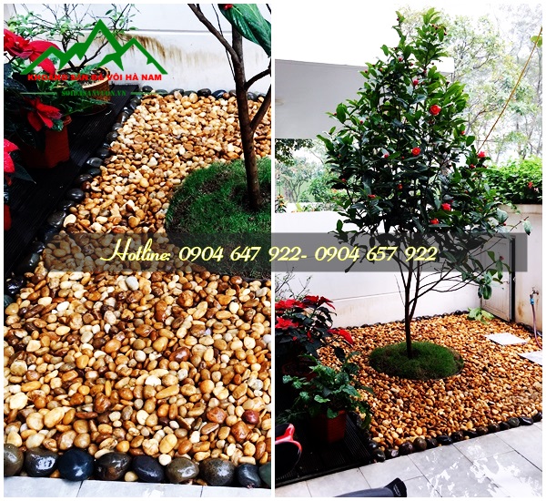 Sỏi vàng trang trí sân vườn