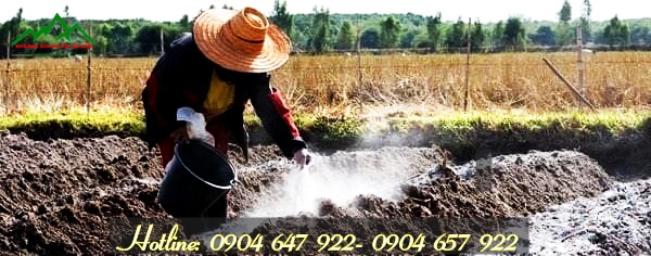 Rắc vôi bột cải tạo đất nông nghiệp