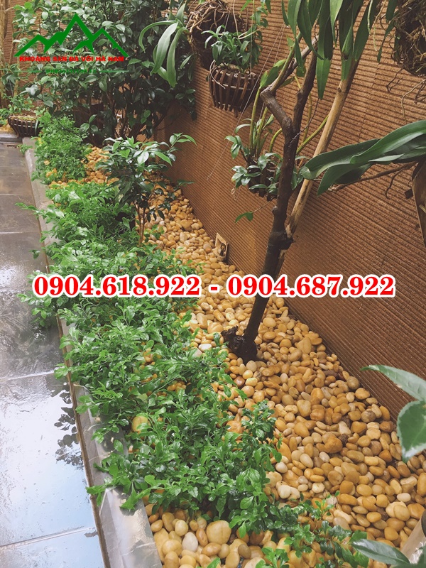 Soi-cuoi-tu-nhien (61)