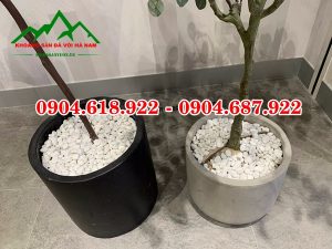 Soi-trang-tri-chau-cay (1)