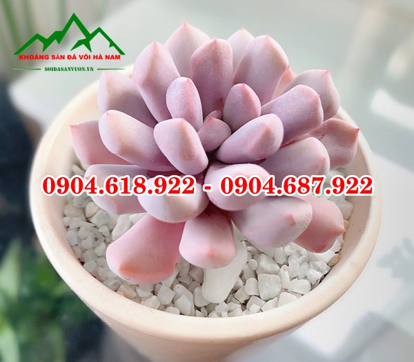 Soi-trong-cay-sen-da (1)