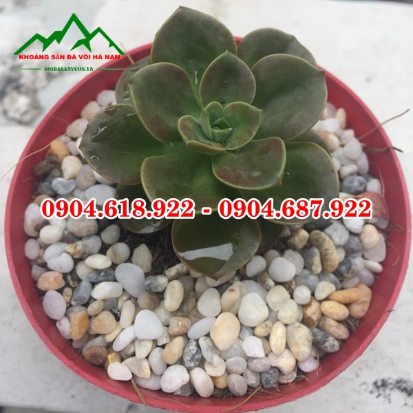 Soi-trong-cay-sen-da (2)