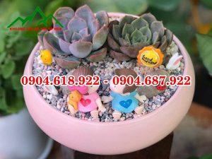 Soi-trong-cay-sen-da (20)