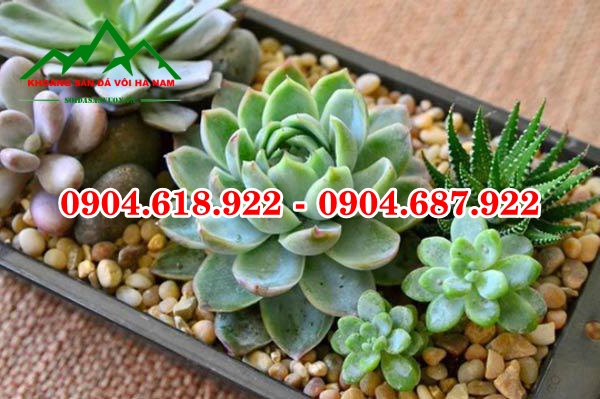 Soi-trong-cay-sen-da (4)