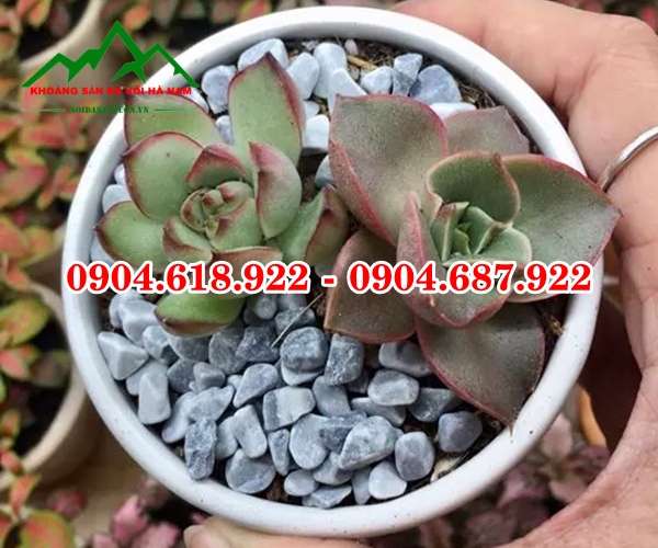 Soi-trong-cay-sen-da (5)