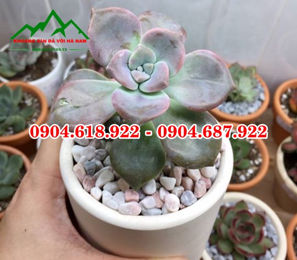 Soi-trong-cay-sen-da (6)