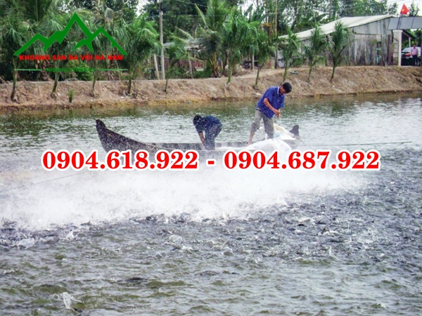 Tac-dung-voi-khu-trung-chuong-trai (7)