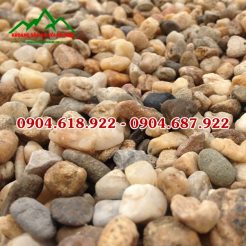 soi-suoi-tu-nhien-gia-re-tai-ha-noi (1)