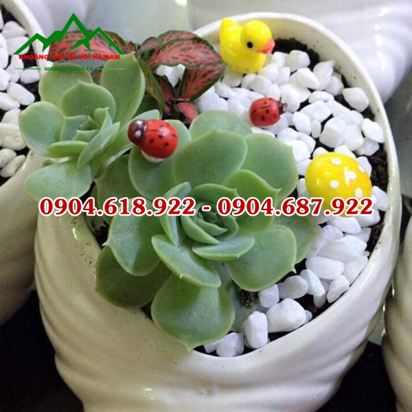 Soi-trong-cay-sen-da (21)