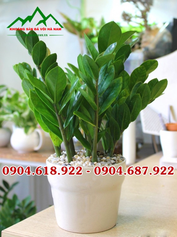 Soi-trong-cay-sen-da (22)