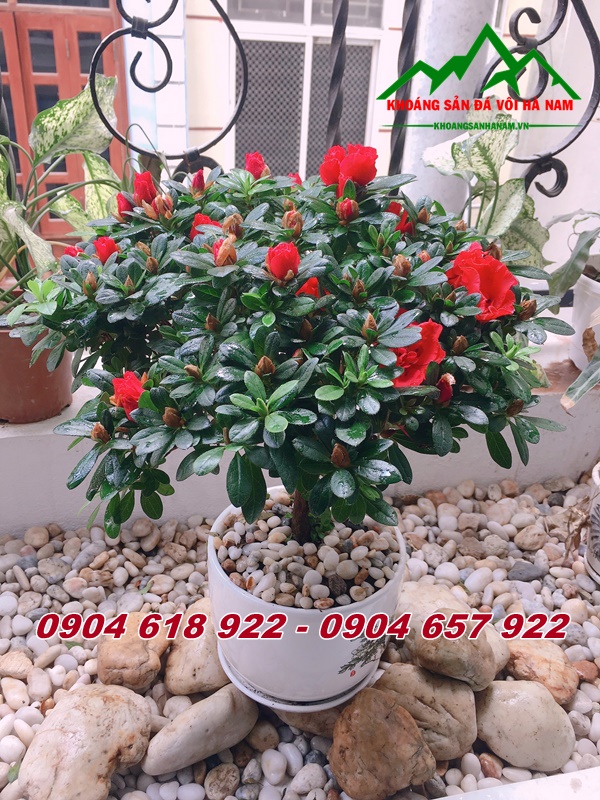 Soi-trang-tri-chau-cay (3)