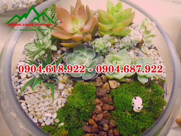 Soi-trang-tri-chau-cay (5)