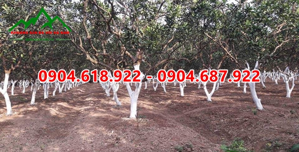 Voi-bot-nong-nghiep (6)