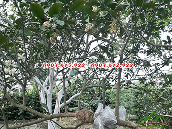 Bón vôi cho cây ăn quả - DVHN1