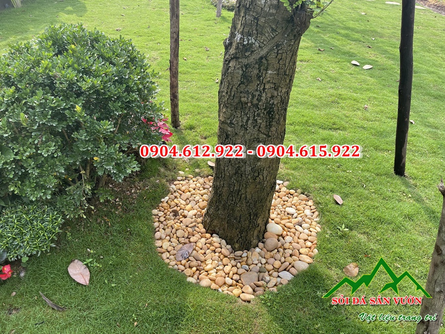 sỏi trang trí cây cảnh
