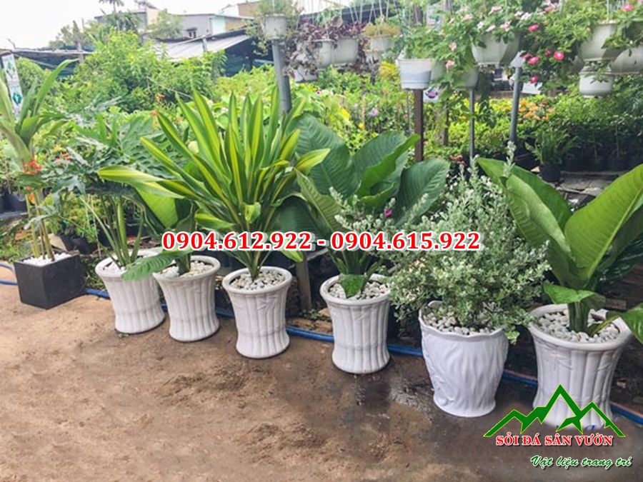 soi-trang-tri-cay-canh