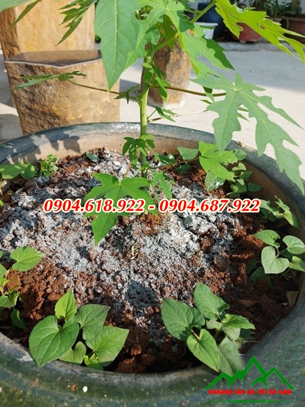 ban-voi-dolomite-trong-nong-nghiep-gia-tai-xuong (4)