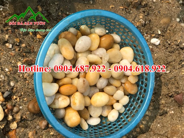 Bán sỏi cuội vàng trang trí