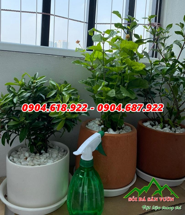 nhung-ly-do-ban-nen-rai-soi-chau-cay (2)