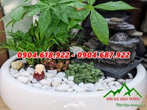 nhung-ly-do-ban-nen-rai-soi-chau-cay (1)