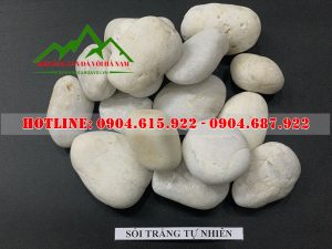 soi-mau-trang-trang-tri-san-vuon